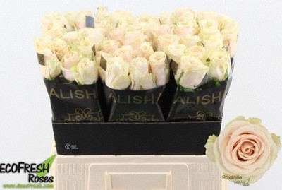 Rosa Hol. Roxanne+ 50cm