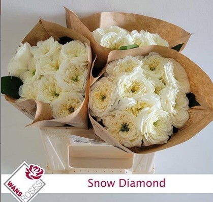 Rosa Hol. Snow Diamond 30cm Bl.