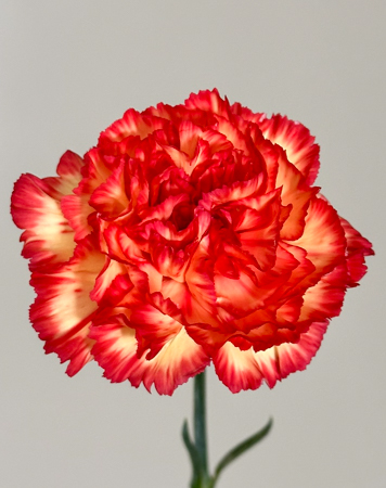 Clavel Nac. 50cm Zenith Nj.