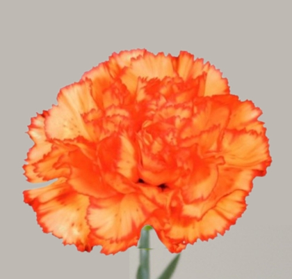 Clavel Nac. 50cm Ateca Naranja