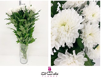 Uniflor Col. Artic Queen