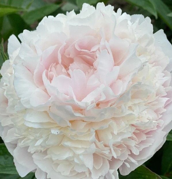 Peonia Nac. Florence Nicholls 55cm