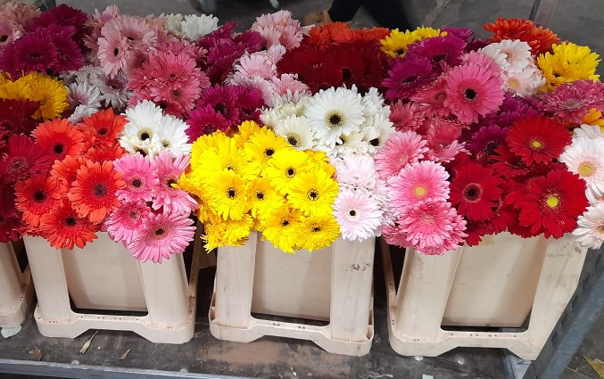 Gerbera Nac. Mixta 1ª