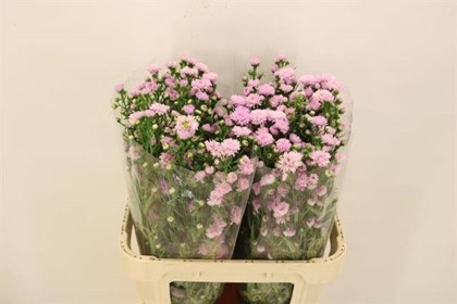 Aster Italia Claudia 80cm 50gr "T25"