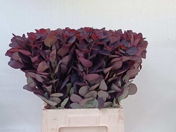 Cotinus Royal Purple 55cm "T25"