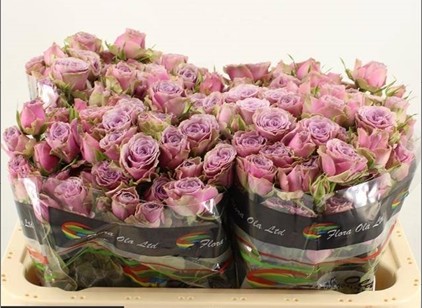 Ramificada Purple Sky 70cm malv.