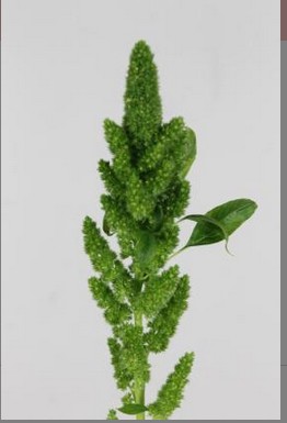 Amaranthus Hol. Green Thumb 60cm