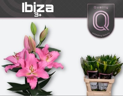 Oriental Hol. Rs. Ibiza 85cm 3/4 flores