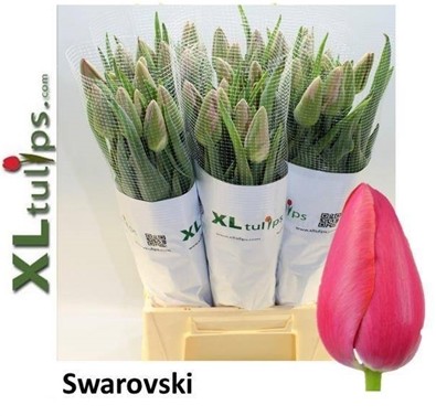 Tulipan Frances Swarovski 65cm Rs.