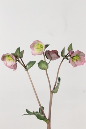 Helleborus Doroth Dawn 40cm