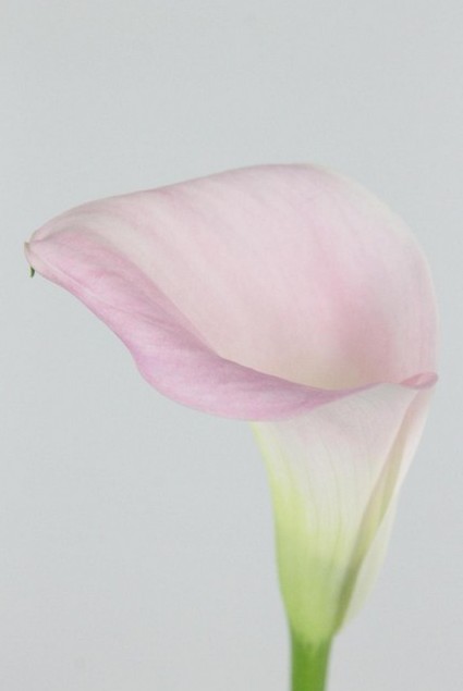 Calla Captain Melrose 40cm Rosa