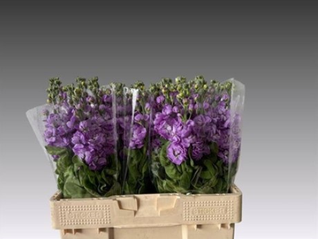 Aleli Hol. Phantom Lavender 60cm "T10"
