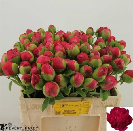 Peonia Hol. Command Performance 50cm