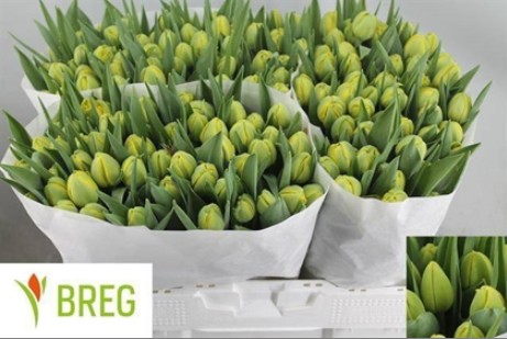 Tulipan Hol. Doble Trouble 40cm Am.