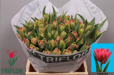Tulipan Hol. Doble Palermo 40cm Fre.