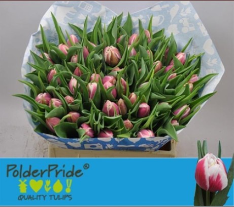 Tulipan Hol. Doble Valeska 40cm Bic.