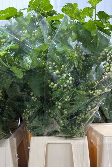 Ribes Italia 60cm 400gr