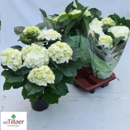 P. Hortensia M Crystal Palace 14/40cm x6 7F