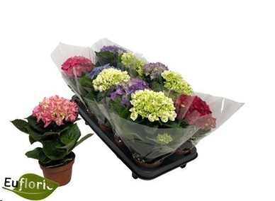 P. Hortensia Mix.10.5/27cm "CC10"