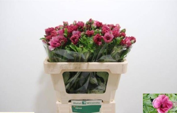 Ranunculos Hol. Cort. Magical Rasberry 55cm 25gr "T10"