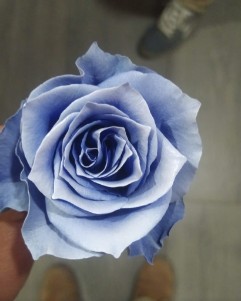 Rosa  Ecu. Tintada Light Blue 50cm
