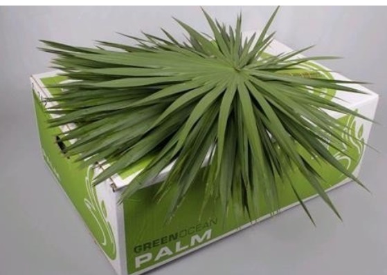 Palmito Nacional 40-50cm (7 Dias - 2)