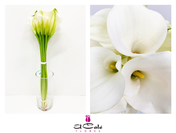 Calla Captain Ventura 65cm (7 Dias - 2)