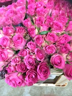 Rosa Hol. Royal Jewel 60cm Fr. (7 Dias - 2)