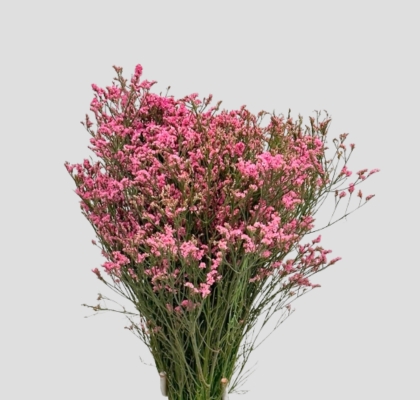 Limonium Nac. Hibrido Rosa 80cm Paq. (7 Dias - 2�)