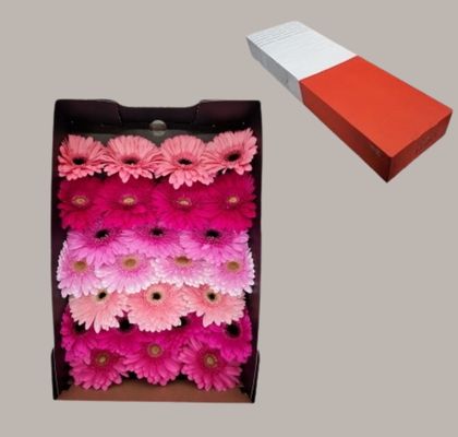 Gerbera Hol. Lila Pink Mix "T25" (7 Dias - 2)