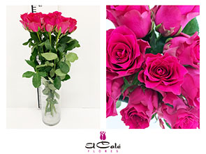 Rosa Hol. Pink Rhodos 60cm (7 Dias - 2)