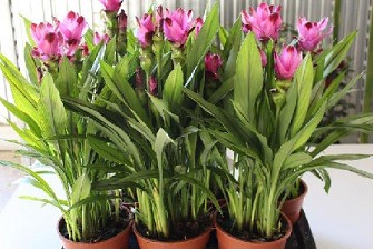 P. Curcuma Al Siam Suprem 17/65cm x6