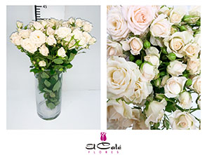 Ramificada Gracia Crema 45cm