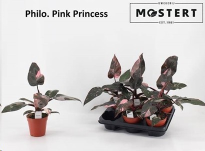 P. Philodendro Pink Princess 12/25cm x6