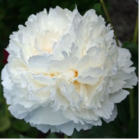 Peonia Nac. Bridal Gown 55cm Bl