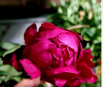 Peonia Nac. Red Sarah Berdnard 55cm