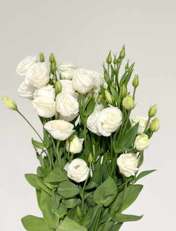 Lisiantus Italia Blanco 70cm