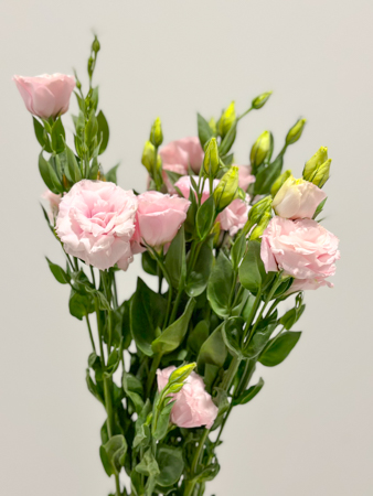 Lisiantus Italia Rosa Claro 70cm