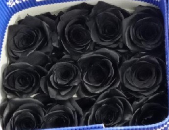 Rosa Col.  Tintada Negra 50cm