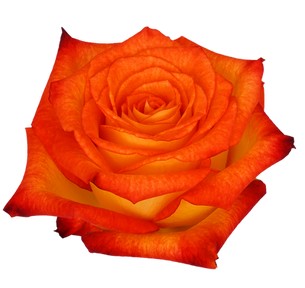 Rosa Col. Dakar 60cm bic. Nj