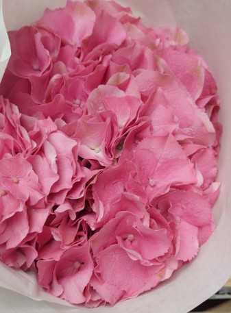 Hortensia Hol. Roy. Palace 50cm Ø16/18