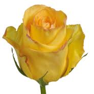 Rosa Col. Dejavu.70cm
