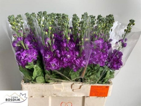 Aleli Hol. Mathilda Blue 60cm "T10"