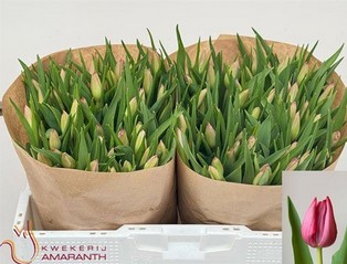 Tulipan Hol. Frontline 35cm Fuc.