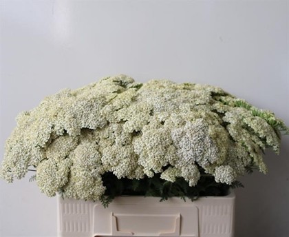 Achilea Hol. Creme Perfect 60cm
