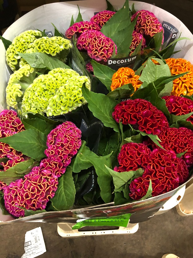 Celosia Cresta Hol. Mixta 65cm "CC40"