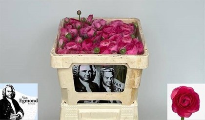 Ranunculos Hol. Aazur Deep Rose 45cm 35gr