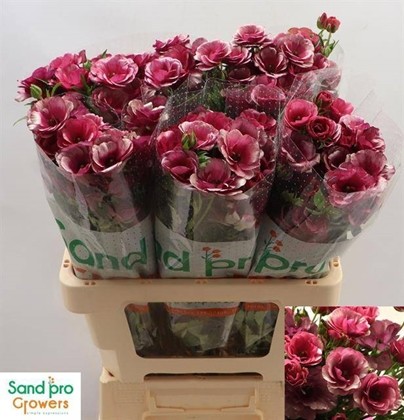 Ranunculos Magical Rasberry 60cm 30gr "T10"