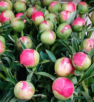 Peonia Coral Sunset 60cm "AA "