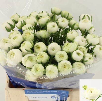Ranunculos Hol. Iceberg 45cm 40gr